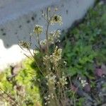 Draba incana Blüte