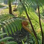 Dicksonia antarctica 葉