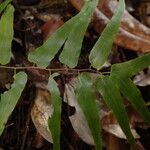 Lygodium microphyllum Lapas