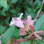 Abelia schumannii Květ