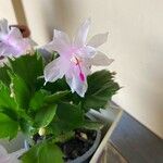 Schlumbergera truncata Flors