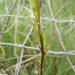 Sinapis arvensis Mbuma