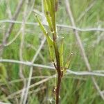 Rhamphospermum arvense Fruit