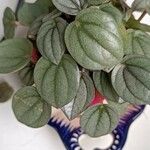 Peperomia albovittata Ліст