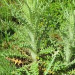 Ptilostemon diacanthus Feuille