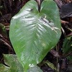 Anthurium cordatum 葉