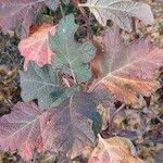 Hydrangea quercifolia Leaf