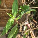 Commelina forskaolii Lapas