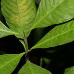 Psychotria racemosa Deilen