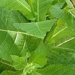 Nicotiana sylvestris Blad