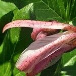 Dictamnus albus Λουλούδι