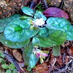 Strobilanthes reptans Habit