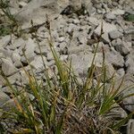 Carex glacialis Habitatea