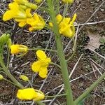 Brassica rapa Flower