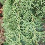 Thuja koraiensis Листок