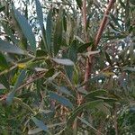 Acacia melanoxylon Blad