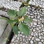 Datura stramoniumBlatt