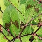 Persicaria virginiana Hoja