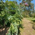 Cynara cardunculus Habitus