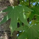 Liquidambar styraciflua Likasa