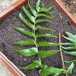 Cyrtomium falcatum 葉
