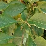 Iochroma cyaneum Blad