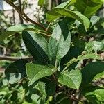 Malus prunifolia Leaf