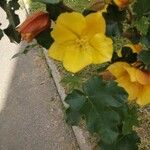 Fremontodendron mexicanum Flower