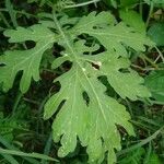 Parthenium hysterophorusLeaf