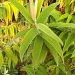 Buddleja salviifolia Folha