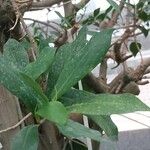 Ficus americana Aubl.Folha