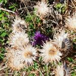 Centaurea sphaerocephala Fruct