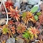 Androsace darvasica Hoja