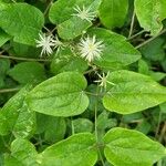 Clematis vitalbaΛουλούδι