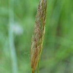 Carex hirta 果實