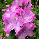 Rhododendron catawbiense പുഷ്പം