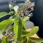 Miconia ligustroides Hoja