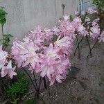 Amaryllis belladonna Blomst