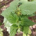 Urtica morifolia Leaf