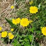 Potentilla tabernaemontaniКветка