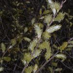 Salix sericea Hábito