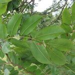 Copaifera aromatica Folla