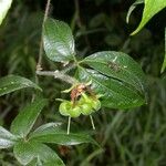 Dalechampia websteri Otro