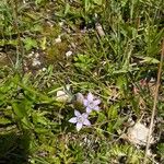 Gentianella aspera Žiedas