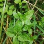 Spergula pentandra Leaf