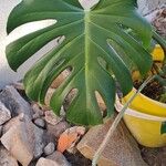 Monstera minima Folha