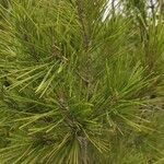 Pinus halepensis পাতা