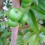 Plinia cauliflora Фрукт