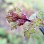 Lamium amplexicaule Folha