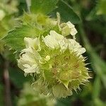 Sideritis hyssopifolia Flor